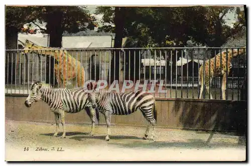 Cartes postales Zebres Giraffe Girafe