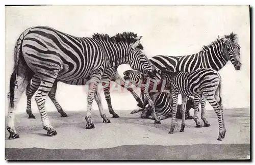 Ansichtskarte AK Field Museum of Natural History Chicago Transvaal Zebra Zebre