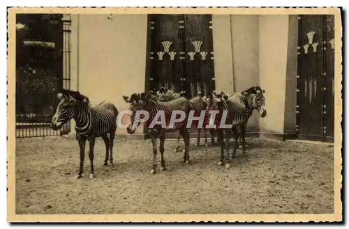 Cartes postales Jardin zoologique Anvers Zebres de Grevy