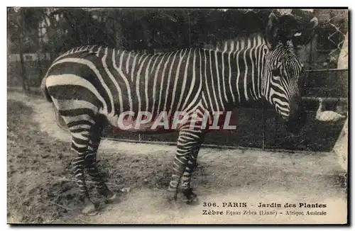 Cartes postales Paris Jardin des Plantes Zebre Afrique Australe