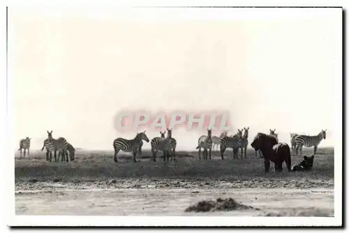 Cartes postales Kenya Uganda Tanganyka Zebres Zebre