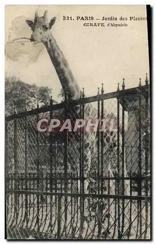 Cartes postales Paris Jardin des Plantes Girafe d&#39Abyssinie