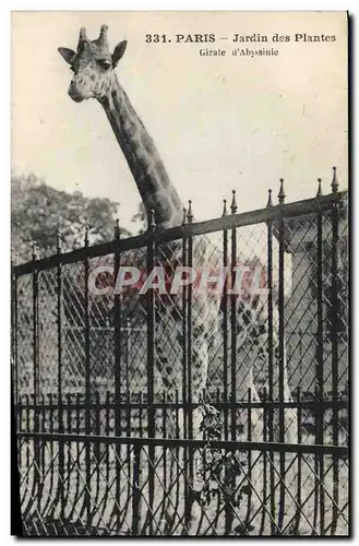 Cartes postales Paris Jardin des Plantes Girafe d&#39Abyssinie