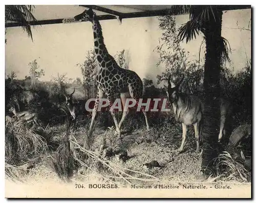 Cartes postales Bourges Museum d&#39Histoire Naturelle Girafe