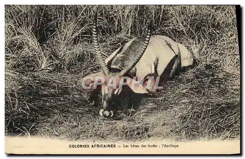 Cartes postales Colonies africaines Les hotes des forets L&#39antilope