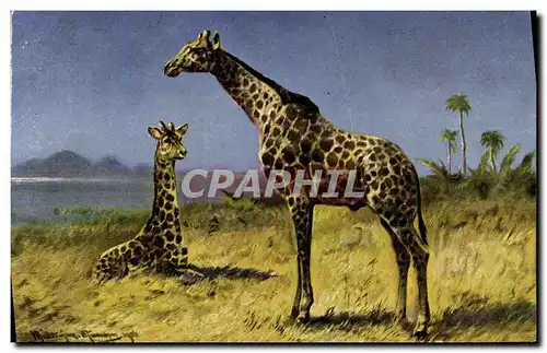 Cartes postales Girafe Girafes