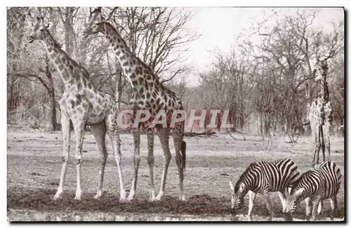 Cartes postales Giraffe and zebra