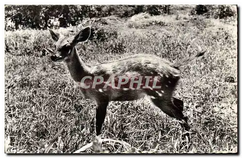 Cartes postales moderne Faune africaine Antilope Cob de Buffon