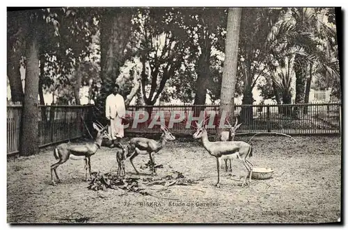 Cartes postales Biskra Etude de gazelles