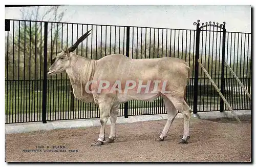 Cartes postales Eland New York Zoological Park