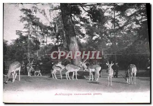 Ansichtskarte AK Antilope cervicapra Indre