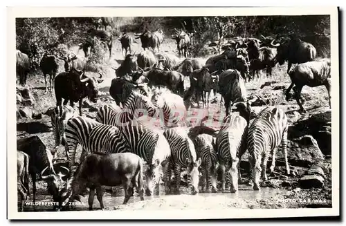 Cartes postales Wildebeeste & Zebra