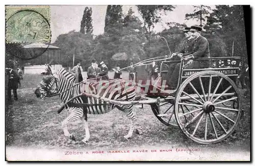 Cartes postales Zebre & Rose Isabelle rayee de brun Afrique