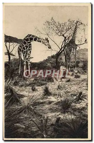 Cartes postales Galeries du Duc d&#39Orleans Girafes