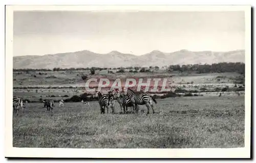 Cartes postales Kenya Zebre