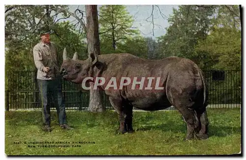 Cartes postales New York Zoological Park Two horned African Rhinoceros