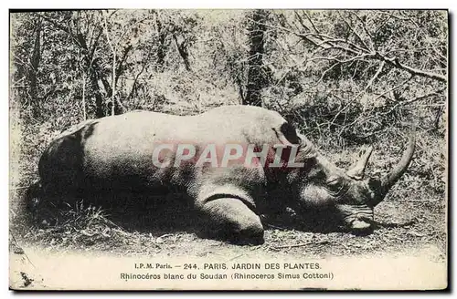 Cartes postales Paris Jardin des Plantes Rhinoceros Blanc du Soudan