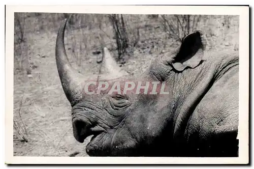Ansichtskarte AK Cameroun Rhinoceros