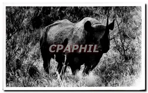 Cartes postales Rhinoceros