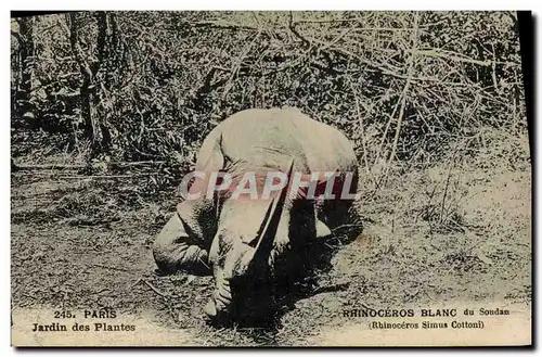 Cartes postales Paris Jardin des Plantes Rhinoceros Blanc du Soudan