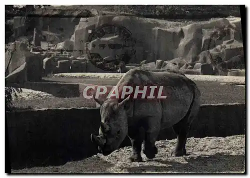 Ansichtskarte AK Parc zoologique du Bois de Vincennes Zoo Rhinoceros d&#39Afrique