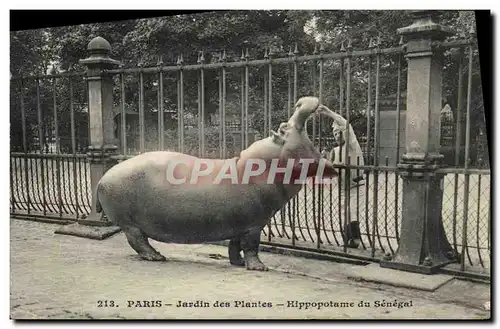 Ansichtskarte AK Paris Jardin des Plantes Hippopotame du Senegal