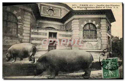 Cartes postales Paris Jardin des Plantes Les Hippopotames Kako et Liza