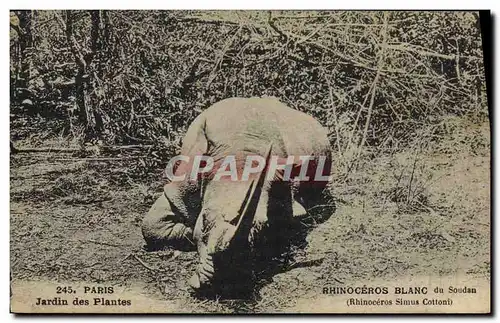 Cartes postales Paris Jardin des Plantes Rhinoceros Blanc du Soudan