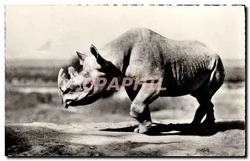 Cartes postales Rhinoceros noir