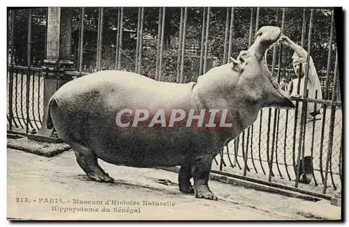 Cartes postales Paris Hippopotame du Senegal