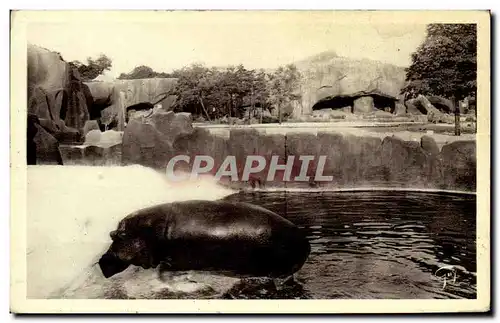 Ansichtskarte AK Paris Zoo Vincennes L&#39Hippopotame sortant du bain