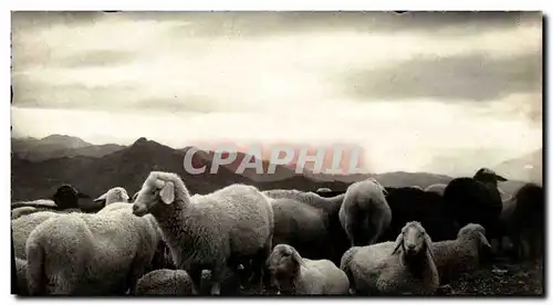 Cartes postales Moutons