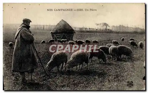 Cartes postales Moutons un patre