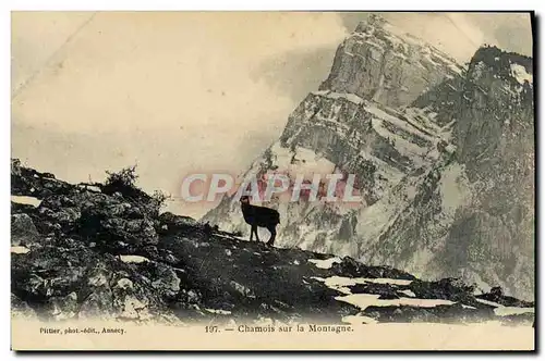 Cartes postales Chamois sur la montagne