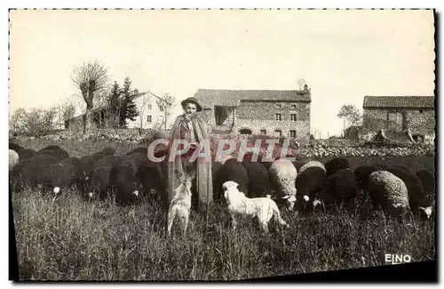 Ansichtskarte AK Le berger du village Moutons