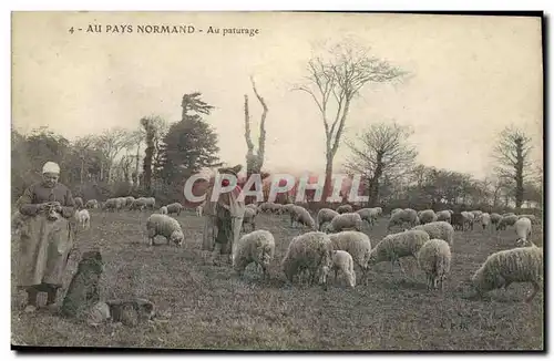 Cartes postales Au Pays Normand Au paturage Moutons