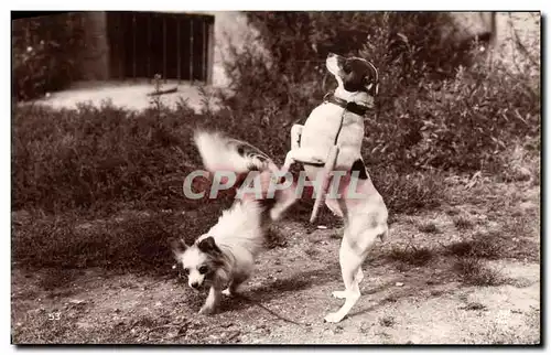 Cartes postales Chiens savants Le saut des cerceaux Chien