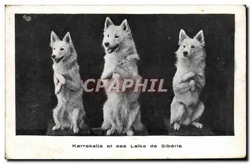 Cartes postales Karrakalla et ses Laika de Siberie