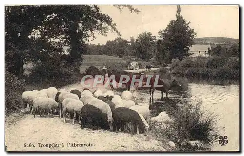 Cartes postales Troupeau a l&#39abreuvoir Moutons Vaches