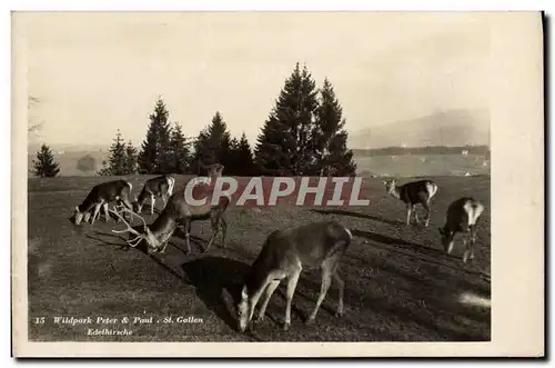 Cartes postales Wildpark peter � paul St Gallen Edelhirsche