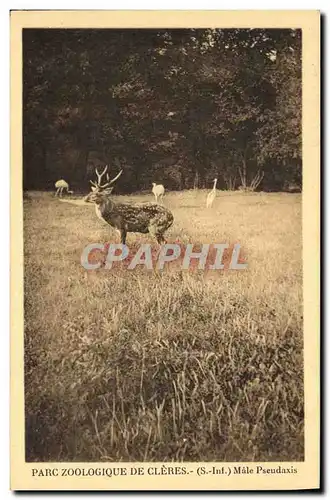 Cartes postales Parc zoologique de Cleres Male Pseudaxis Zoo