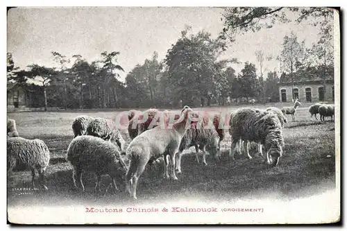 Cartes postales Moutons chinois & Kalmouck Croisement