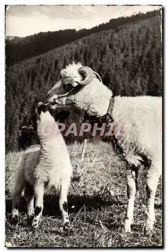 Cartes postales moderne Alpage savoyard