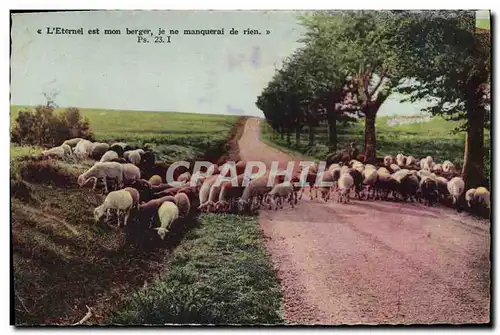 Cartes postales Moutons Berger