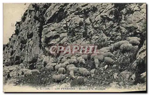 Cartes postales Pyrenees Moutons a la montagne