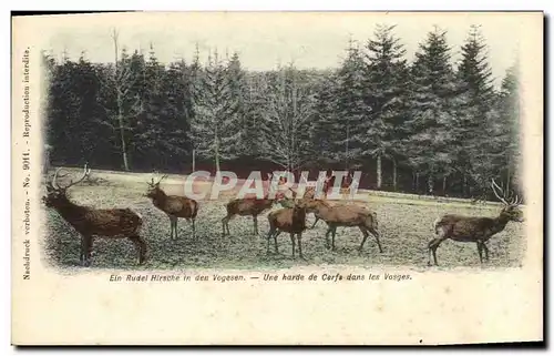 Cartes postales Une harde de cerfs dans les Vosges