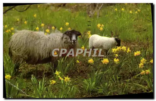 Cartes postales moderne Black Faced sheep of the Scottish Highlands