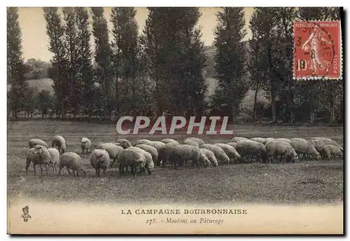 Cartes postales La campagne Bourbonnaise Moutons au paturage