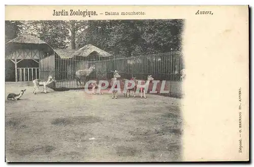 Cartes postales Anvers Jardin zoologique Daims mouchetes Zoo