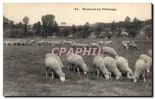 Cartes postales Moutons au paturage